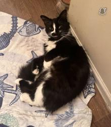 Lost Female Cat last seen East red bridge and Oak street , Kansas City, MO 64114