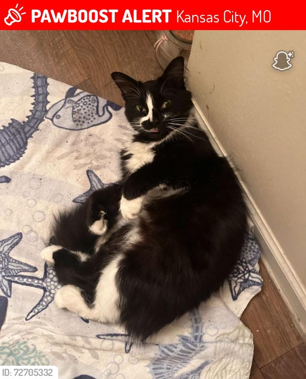 Lost Female Cat last seen East red bridge and Oak street , Kansas City, MO 64114