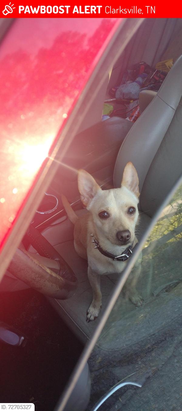 Lost Male Dog last seen Dunbar Cave Rd in his own front yard, Clarksville, TN 37043