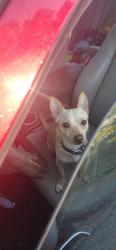 Lost Male Dog last seen Dunbar Cave Rd in his own front yard, Clarksville, TN 37043