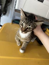 Found/Stray Female Cat last seen Wendtwoods Park, The Woodlands, TX 77389