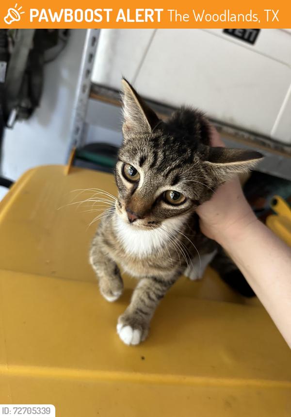 Found/Stray Female Cat last seen Wendtwoods Park, The Woodlands, TX 77389