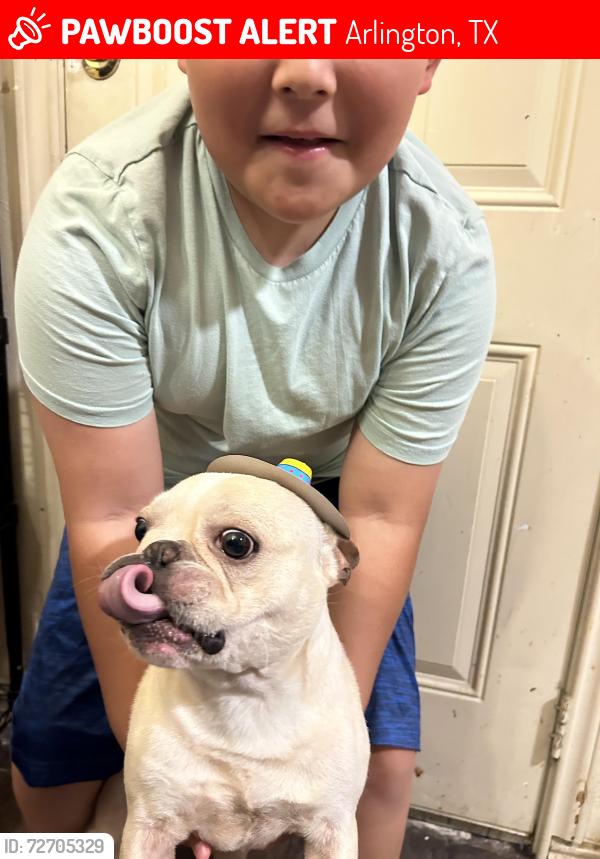Lost Male Dog last seen Foxcroft lane Arlington tx, Arlington, TX 76014