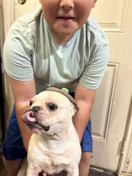 Lost Male Dog last seen Foxcroft lane Arlington tx, Arlington, TX 76014