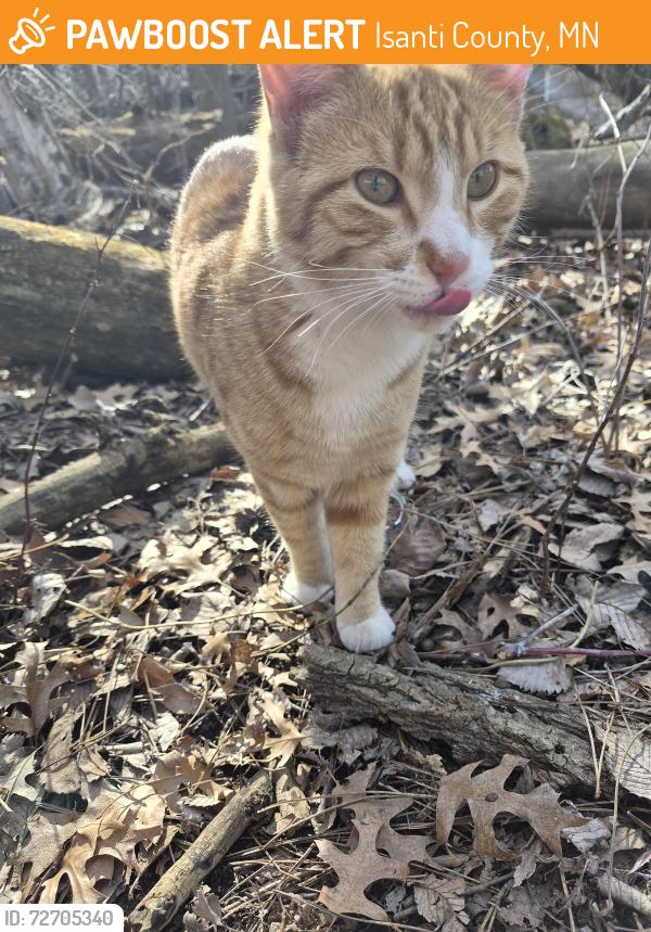 Found/Stray Male Cat last seen County rd 7 in between 183rd and 185th, Big Lake, MN 55309