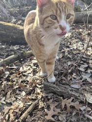 Found/Stray Male Cat last seen County rd 7 in between 183rd and 185th, Big Lake, MN 55309