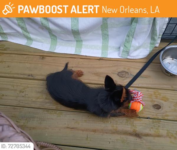 Found/Stray Female Dog last seen Cohn Street , New Orleans, LA 70118