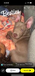 Lost Male Dog last seen center and university, Mesa, AZ 85201