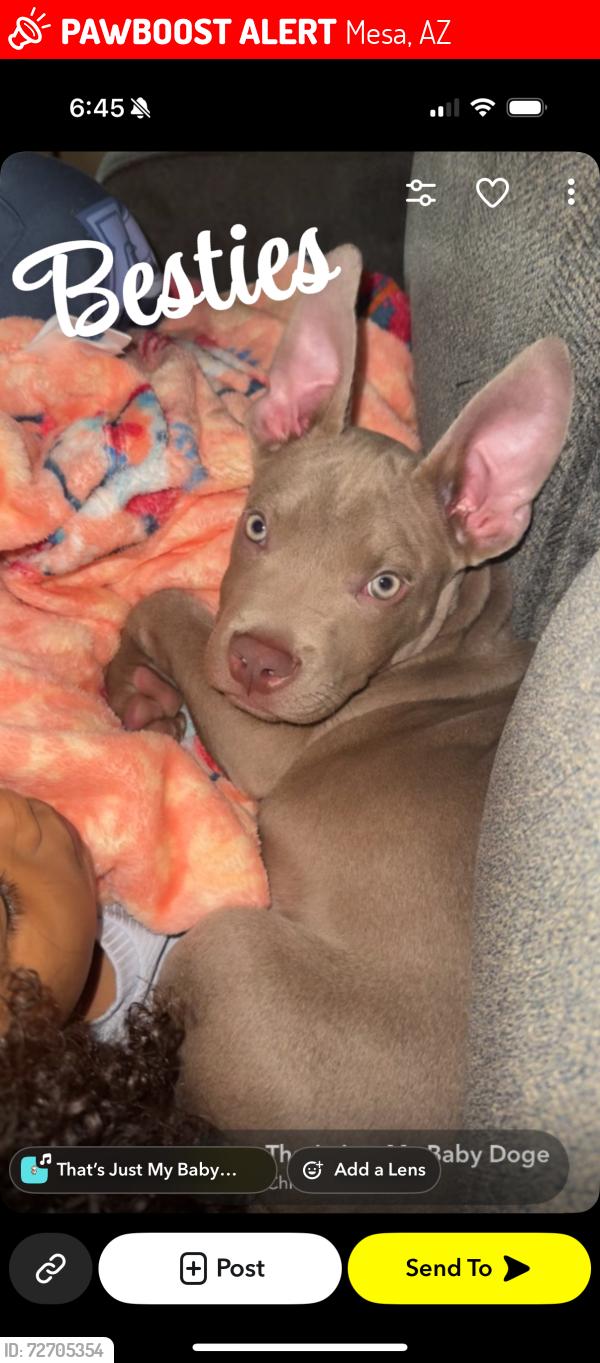 Lost Male Dog last seen center and university, Mesa, AZ 85201