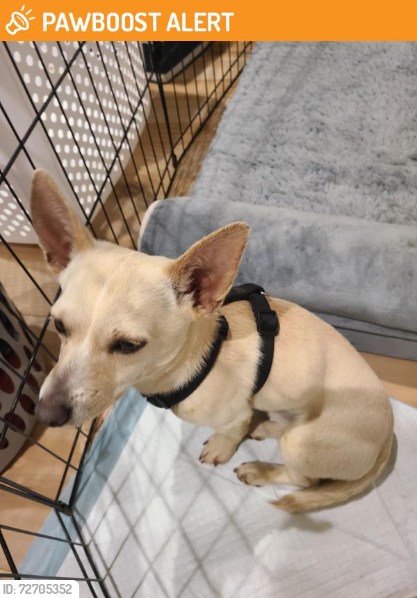Found/Stray Male Dog last seen Luneman and Springvale, El Dorado County, CA 95667