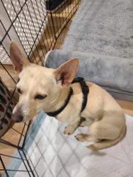 Found/Stray Male Dog last seen Luneman and Springvale, El Dorado County, CA 95667