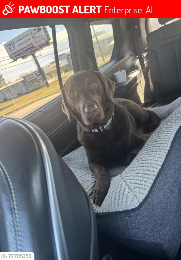 Lost Female Dog last seen Behind brookwood elementary, Enterprise, AL 36330