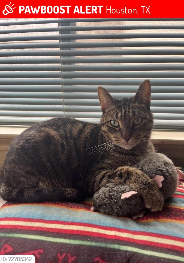 Lost Male Cat last seen Copperfield Northmead Village Park, Houston, TX 77095