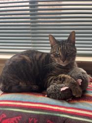 Lost Male Cat last seen Copperfield Northmead Village Park, Houston, TX 77095