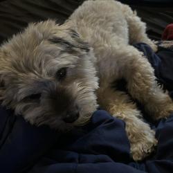 Lost Male Dog last seen Key Blvd and Maple Dr, Midwest City, OK 73110