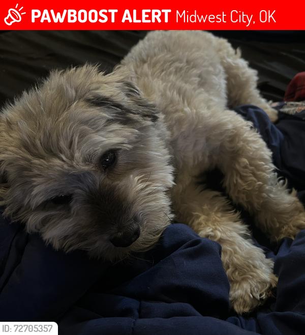 Lost Male Dog last seen Key Blvd and Maple Dr, Midwest City, OK 73110