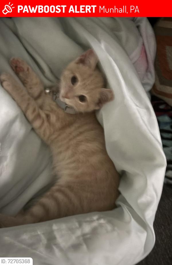 Lost Male Cat last seen main st , Munhall, PA 15120