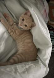 Lost Male Cat last seen main st , Munhall, PA 15120