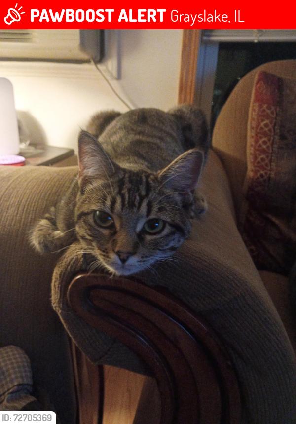 Lost Female Cat last seen Washington , Grayslake, IL 60030