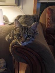Lost Female Cat last seen Washington , Grayslake, IL 60030