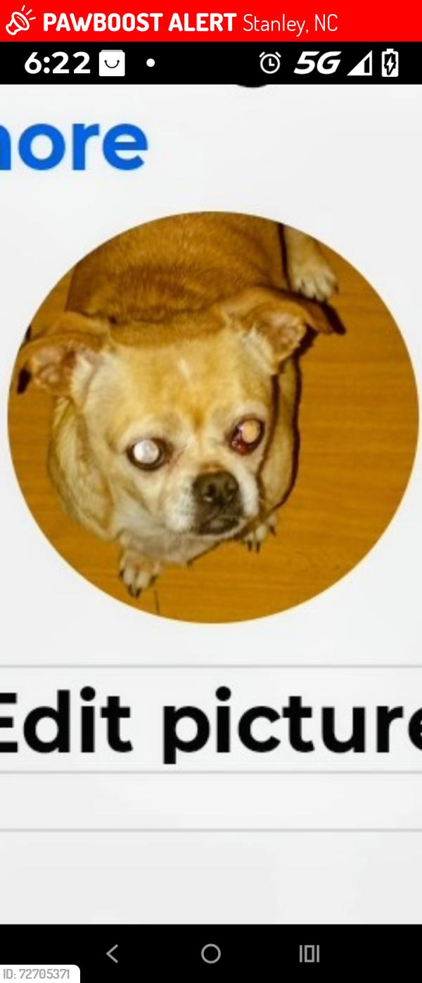 Lost Female Dog last seen Near Lucky's smoke shop Dallas Stanley highway heading towards Stanley, Stanley, NC 28164