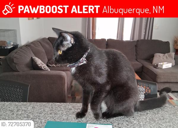 Lost Male Cat last seen Cheraz and james, Albuquerque, NM 87111