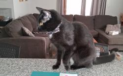 Lost Male Cat last seen Cheraz and james, Albuquerque, NM 87111