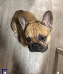 Lost Male Dog last seen Tx, Mesquite, TX 75181