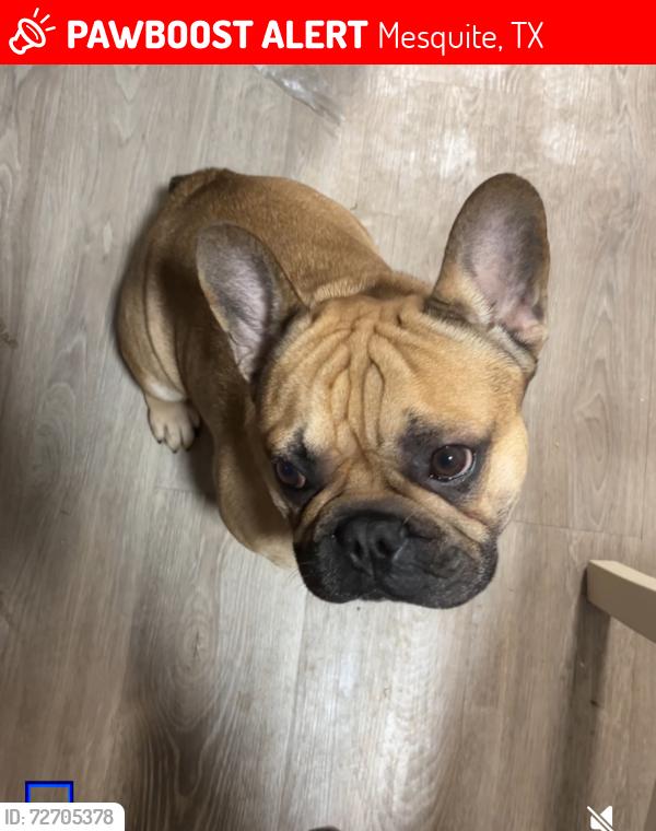 Lost Male Dog last seen Tx, Mesquite, TX 75181