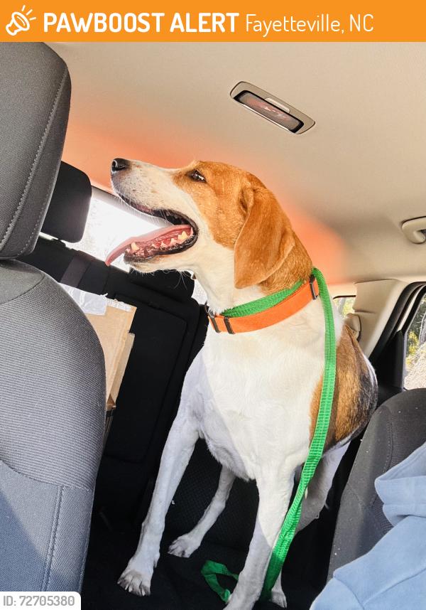 Found/Stray Male Dog last seen Stop light at family dollar , Fayetteville, NC 28311