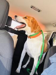 Found/Stray Male Dog last seen Stop light at family dollar , Fayetteville, NC 28311