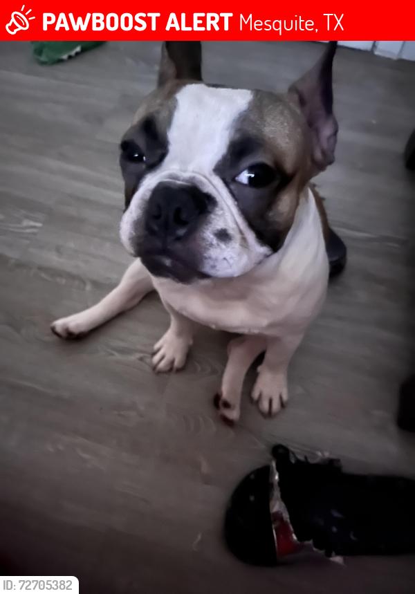 Lost Male Dog last seen Tx, Mesquite, TX 75181