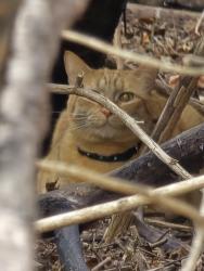 Found/Stray Unknown Cat last seen Westwood Village apmts Westland Mi, Westland, MI 48185