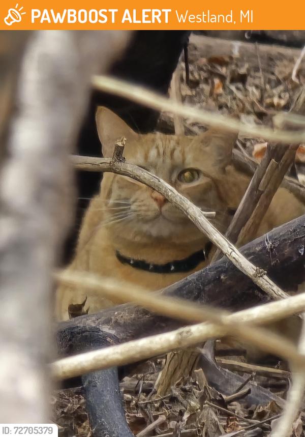 Found/Stray Unknown Cat last seen Westwood Village apmts Westland Mi, Westland, MI 48185