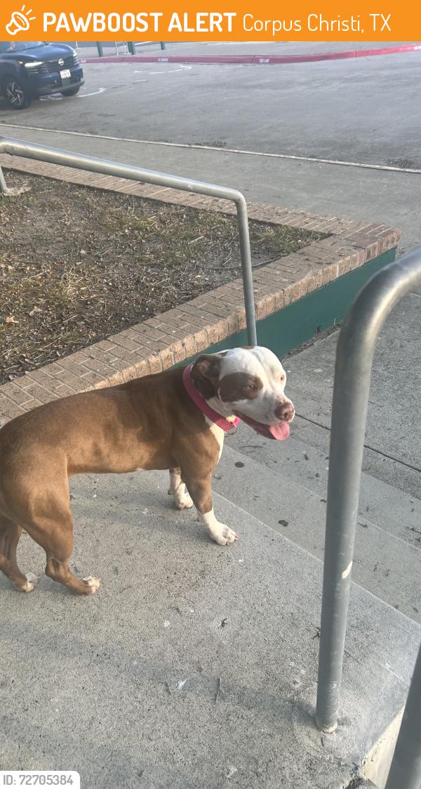 Found/Stray Female Dog last seen King High School , Corpus Christi, TX 78415