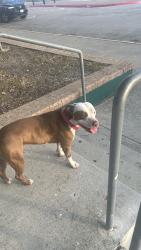 Found/Stray Female Dog last seen King High School , Corpus Christi, TX 78415
