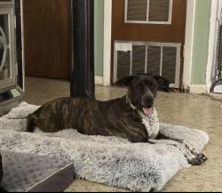 Lost Female Dog last seen Stephen foster neighborhood , Gainesville, FL 32601