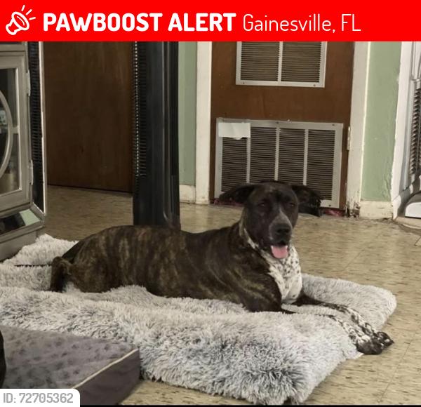 Lost Female Dog last seen Stephen foster neighborhood , Gainesville, FL 32601