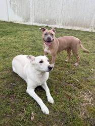 Found/Stray Male Dog last seen Behind South Meck Hs, Charlotte, NC 28210