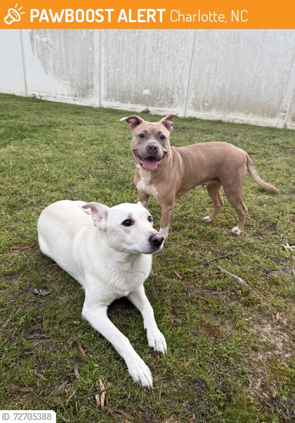 Found/Stray Male Dog last seen Behind South Meck Hs, Charlotte, NC 28210