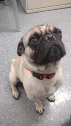 Found/Stray Male Dog last seen Las Cruces, Las Cruces, NM 88001