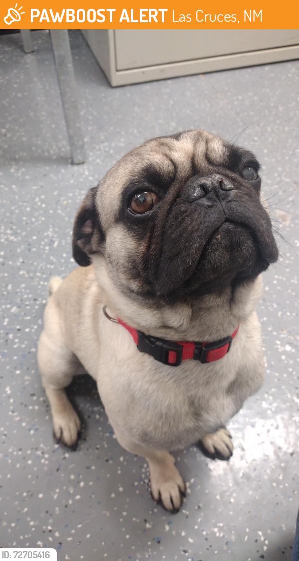Found/Stray Male Dog last seen Las Cruces, Las Cruces, NM 88001