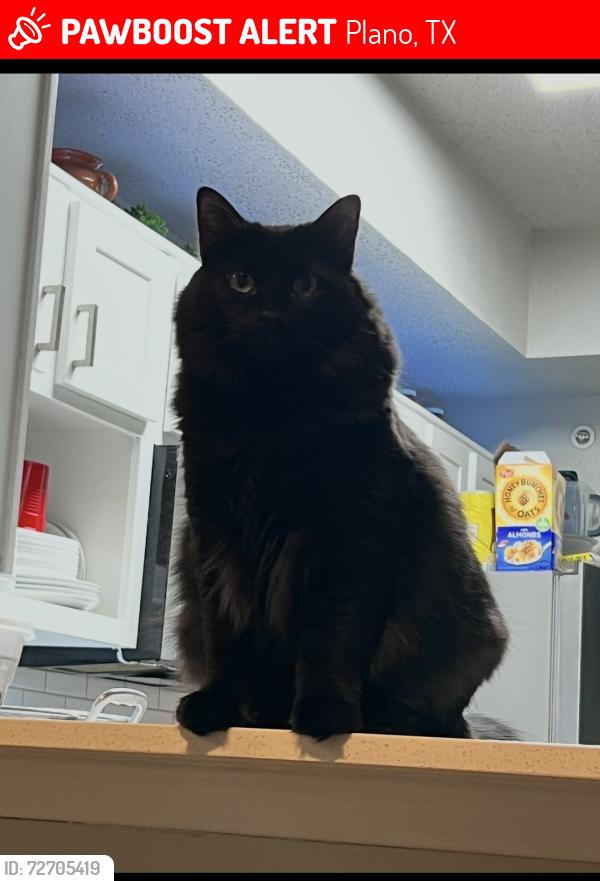 Lost Female Cat last seen K ave / parker rd, Plano, TX 75074