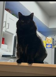 Lost Female Cat last seen K ave / parker rd, Plano, TX 75074