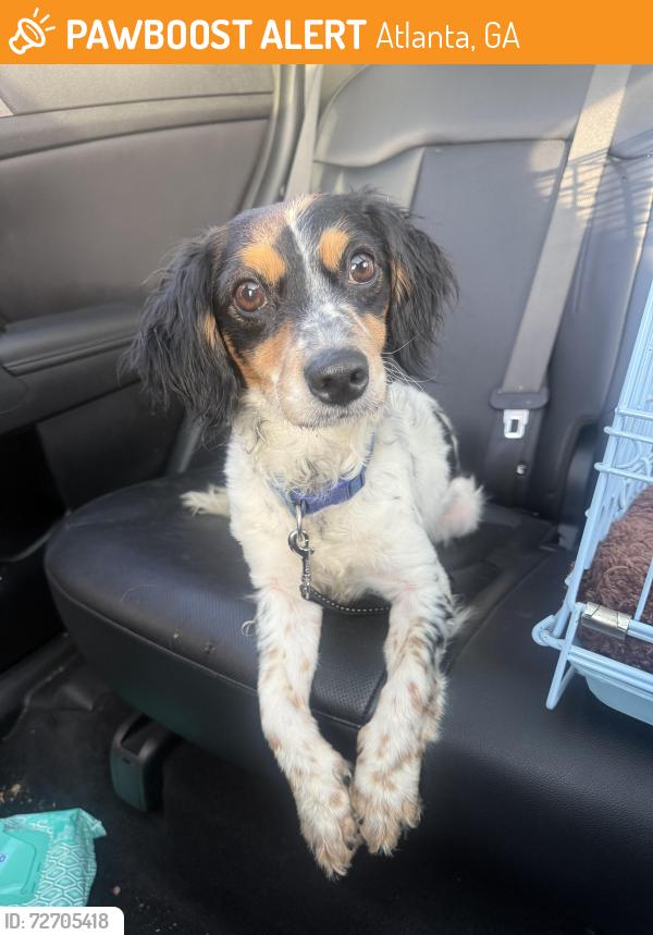 Found/Stray Male Dog last seen Harbor Pointe apmts-Sandy Springs GA, Atlanta, GA 30336