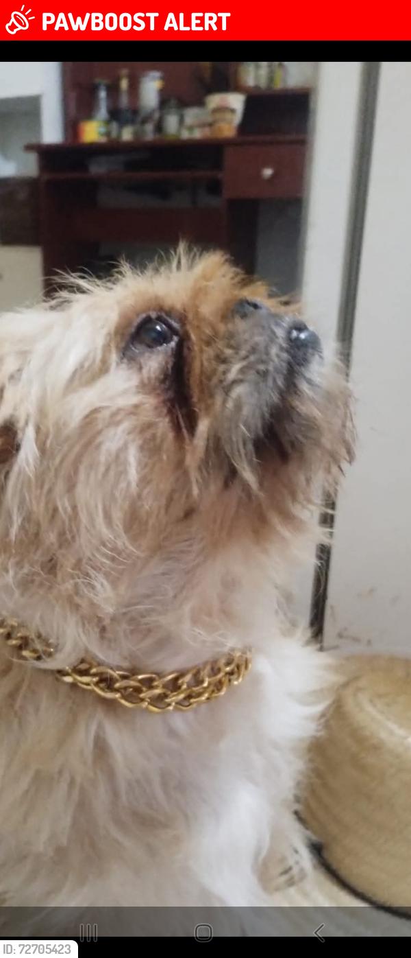 Lost Male Dog last seen Rua Monteiro 165 , Vila Monumento, SP 01549-030