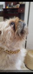Lost Male Dog last seen Rua Monteiro 165 , Vila Monumento, SP 01549-030