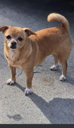 Lost Female Dog last seen Park, Los Angeles, CA 90023