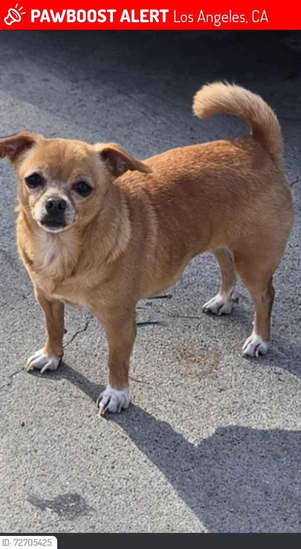Lost Female Dog last seen Park, Los Angeles, CA 90023