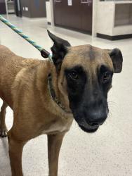 Found/Stray Male Dog last seen Near Canyon Creek Circle, College Station, TX 77840